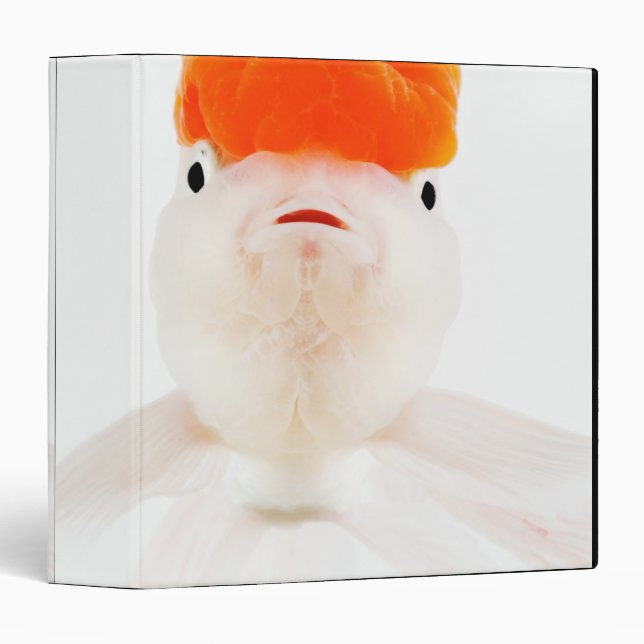 Redcap lionhead goldfish (Carassius auratus) Binder (Front/Spine)