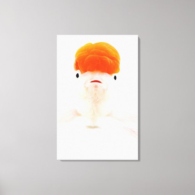 Redcap lionhead goldfish (Carassius auratus) Canvas Print (Front)