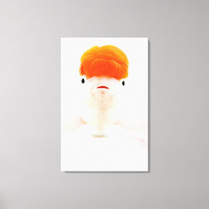 Redcap lionhead goldfish (Carassius auratus) Canvas Print