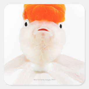 Redcap lionhead goldfish (Carassius auratus) Square Sticker
