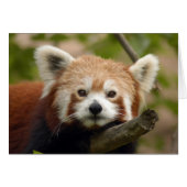 RedChinesePanda 010 Card (Front Horizontal)