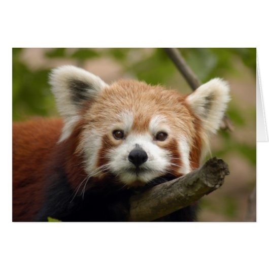 RedChinesePanda 010 Card (Front Horizontal)