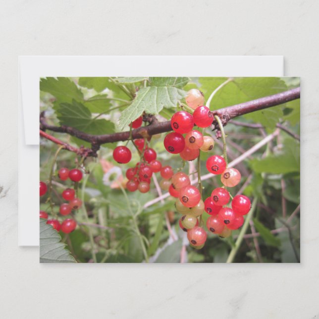 Redcurrant Holiday Card (Front)