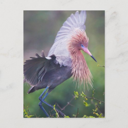 Reddish Egret Egretta Rufescens Adult Postcard