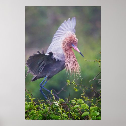 Reddish Egret Egretta Rufescens Adult Poster