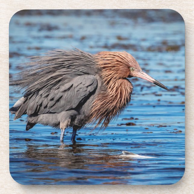 Reddish Egret on North Beach Beverage Coaster (Front)