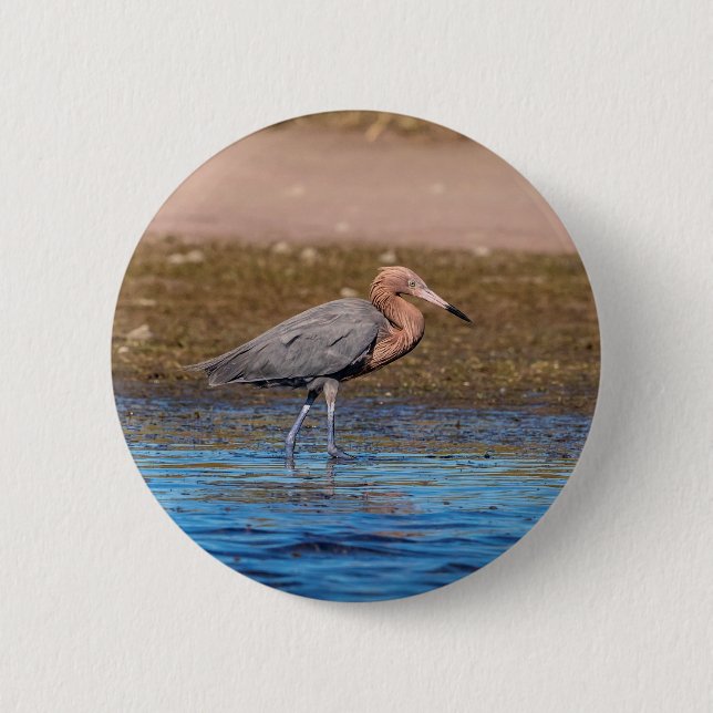 Reddish Egret on North Beach Button (Front)