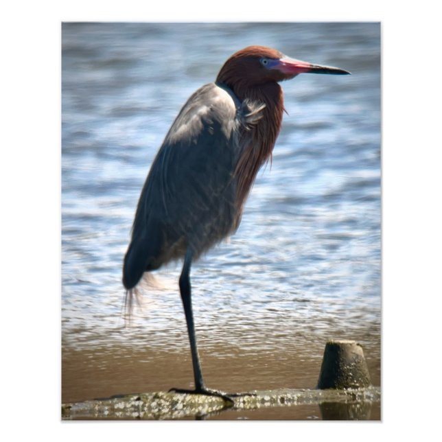 Reddish Egret Photo Print (Front)