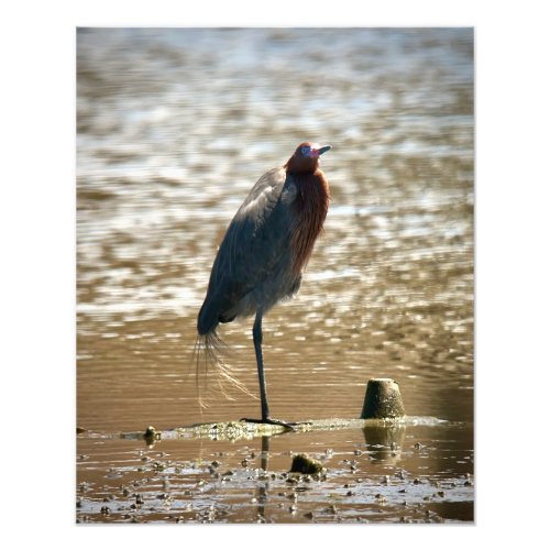 Reddish Egret Photo Print