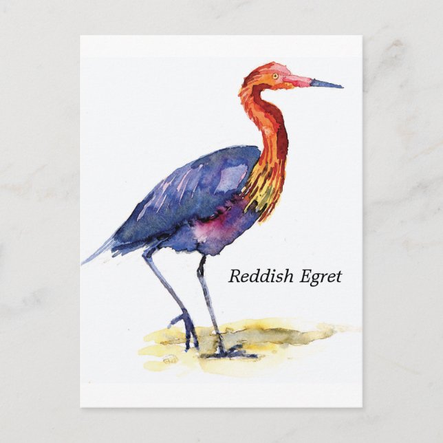 Reddish Egret postcard (Front)