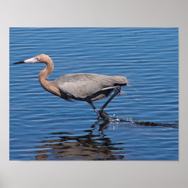 Reddish Egret Poster (Front)