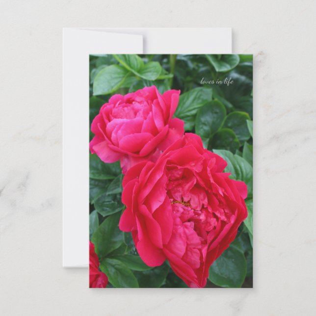 Reddish Pink Peony  Note Card (Front)