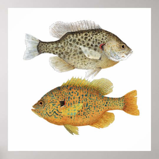 Redear & Pumpkinseed Sunfish Art Poster | Zazzle.com