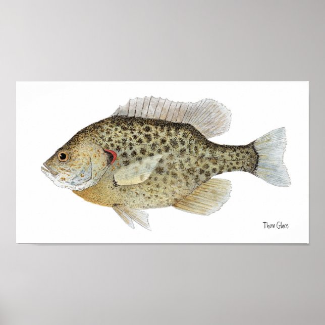 Redear Sunfish Art Poster (Front)