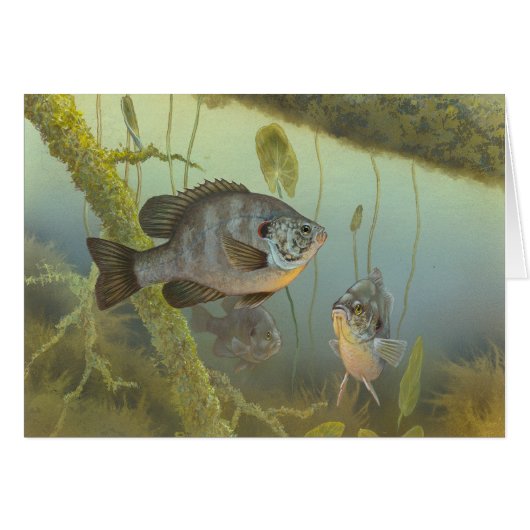 Redear Sunfish Painting Blank Card (Front Horizontal)