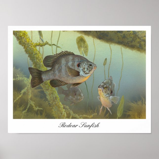Redear Sunfish Painting Poster (Front)