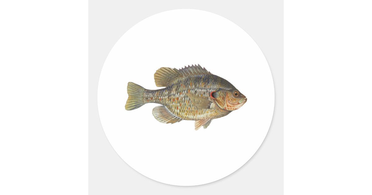 Redear Sunfish - Shellcracker Classic Round Sticker | Zazzle