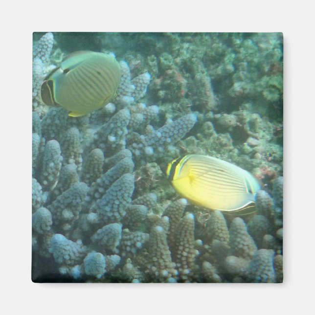 Redfin Butterflyfish (Chaetodon lunulatus) Magnet (Front)