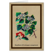 Redhaw Hawthorn On Old Paper (Front)