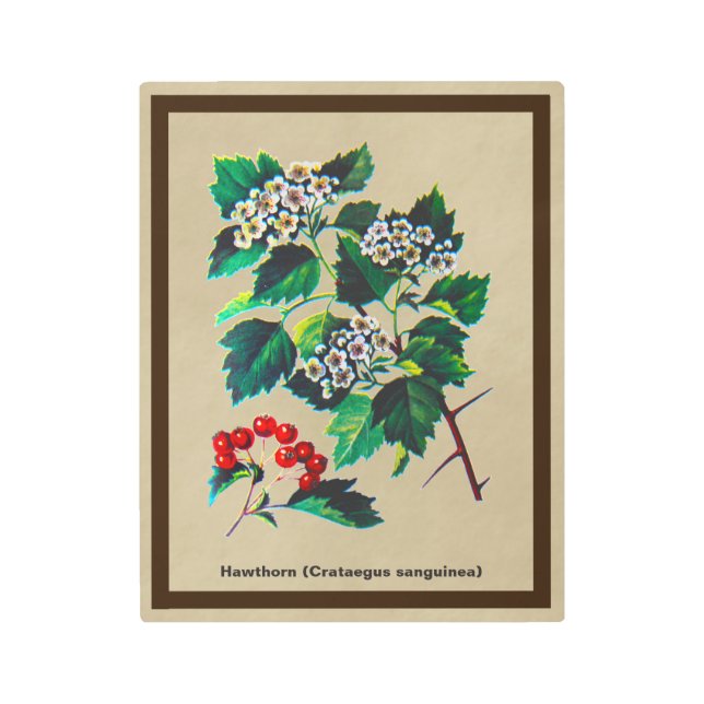 Redhaw Hawthorn On Old Paper Metal Print (Front)