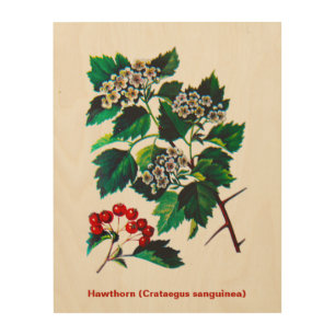 Redhaw Hawthorn On Old Paper Wood Wall Art