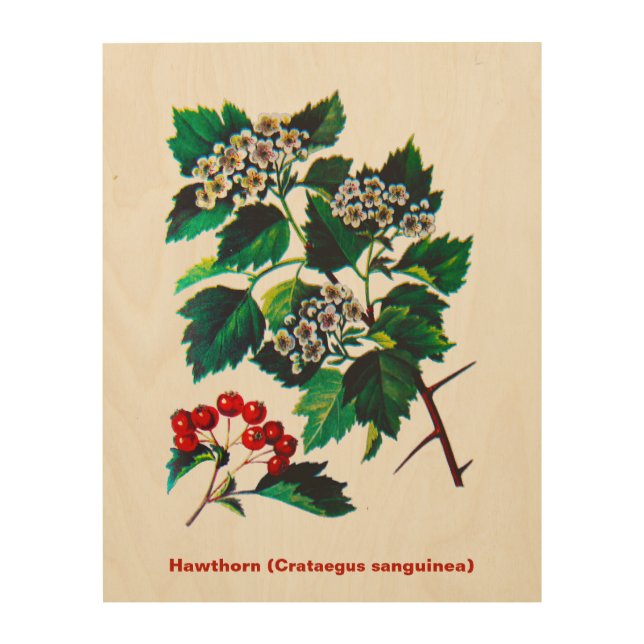 Redhaw Hawthorn On Old Paper Wood Wall Art (Front)