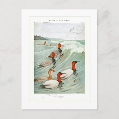 Redhead and Canvasback ducks Postcard