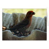 Redhead Bird (Front Horizontal)