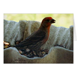 Redhead Bird Cards