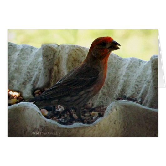 Redhead Bird Cards (Front Horizontal)