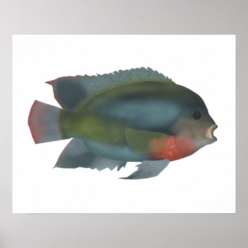 Redhead Cichlid Poster