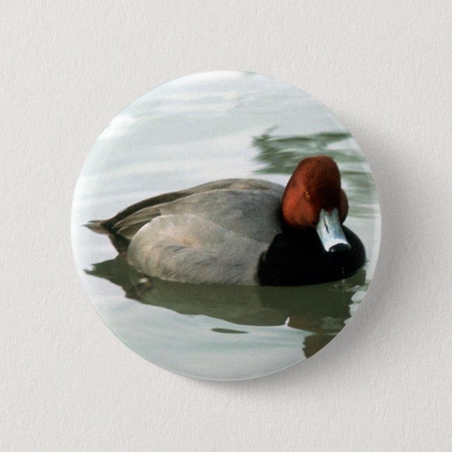 Redhead Drake (untitled) Pinback Button (Front)