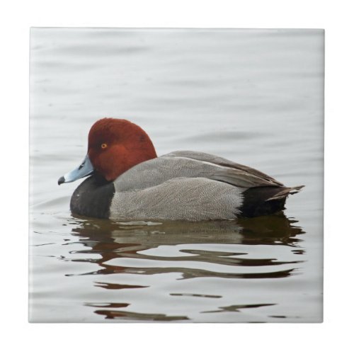 Redhead Duck Drake _ Quiet Winter Morning Ceramic Tile