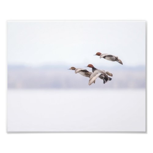 Redhead Ducks in Flight Photo Print