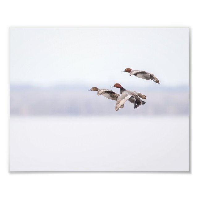Redhead Ducks in Flight Photo Print (Front)