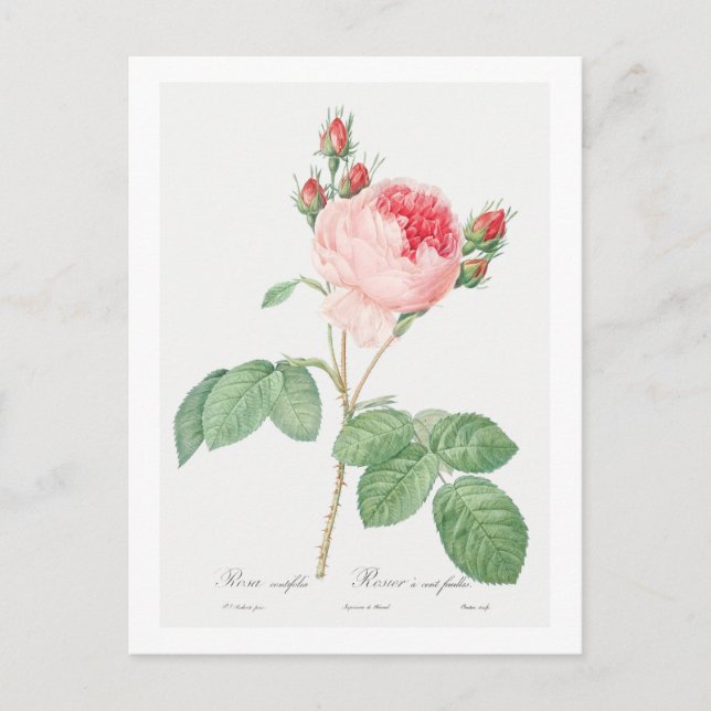 REDOUTÉ BOTANICAL "CABBAGE ROSE" POSTCARD (Front)