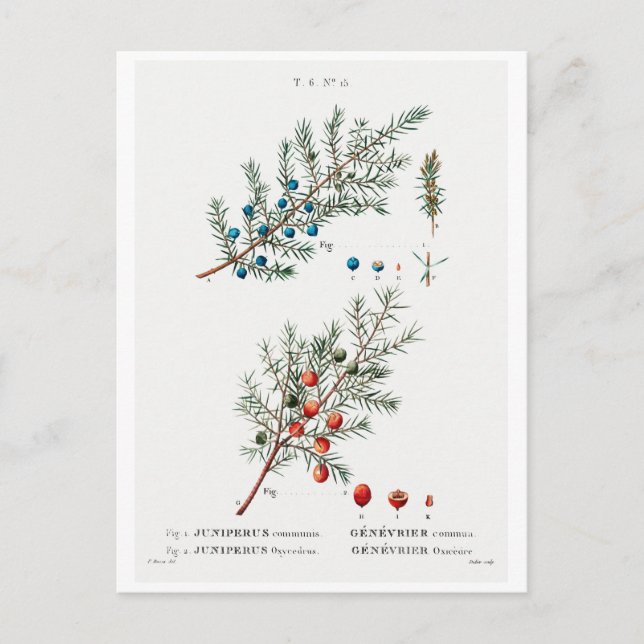 REDOUTÉ BOTANICAL "COMMON JUNIPER" POSTCARD (Front)