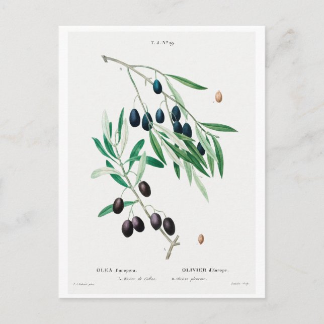 REDOUTÉ BOTANICAL ILLUSTRATION "OLIVES" POSTCARD (Front)