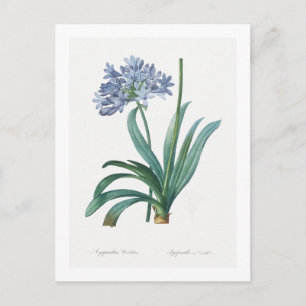 REDOUTÉ BOTANICAL "LILY OF THE NILE" POSTCARD