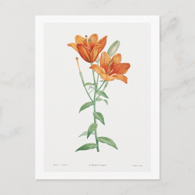 REDOUTÉ BOTANICAL "ORANGE LILY" POSTCARD (Front)