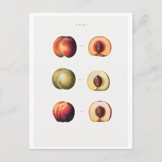 REDOUTÉ BOTANICAL POSTCARD (Front)