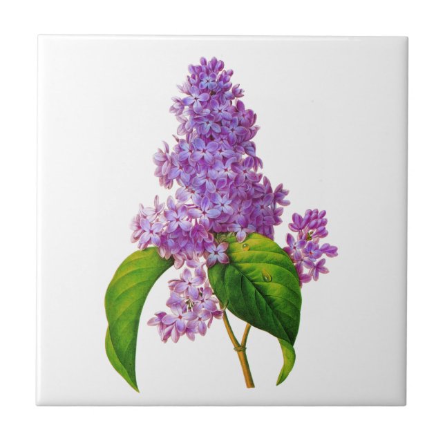 Redoute Lilacs Ceramic Tile (Front)