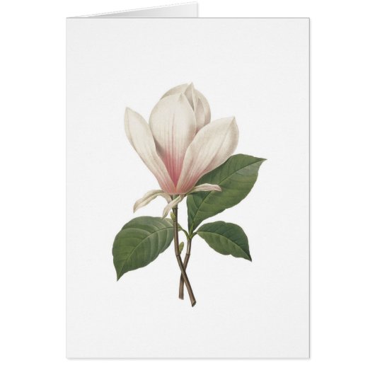 Redoute Magnolia Cards (Front)