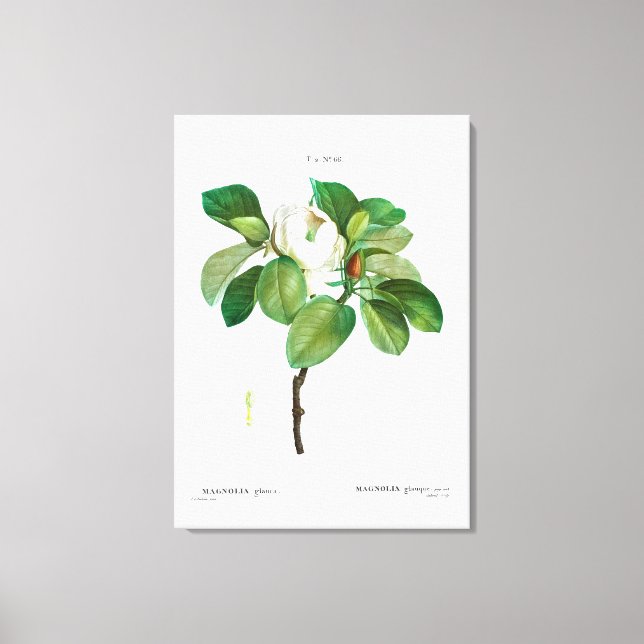 REDOUTÉ "MAGNOLIA" STRETCHED CANVAS PRINT (Front)