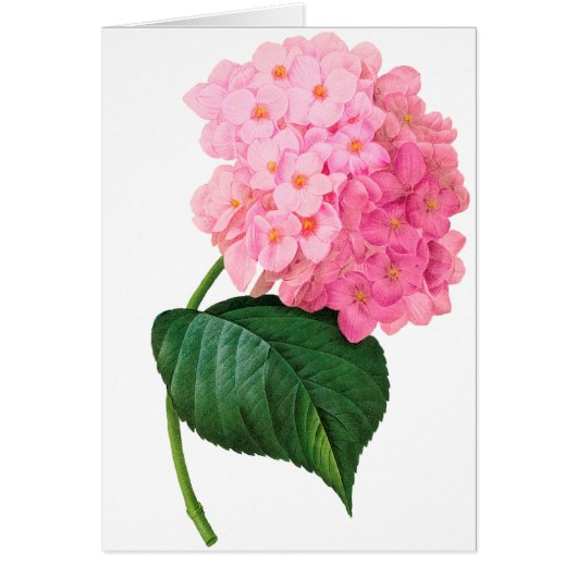 Redoute Pink Hydrangea Cards (Front)