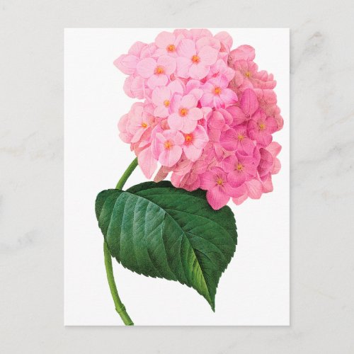 Redoute Pink Hydrangea Postcard