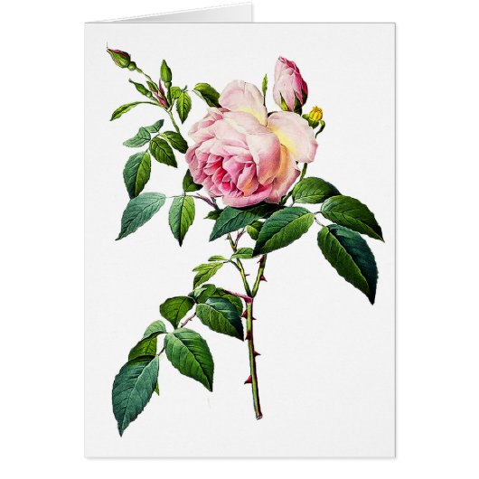 Redoute Pink Roses Cards (Front)