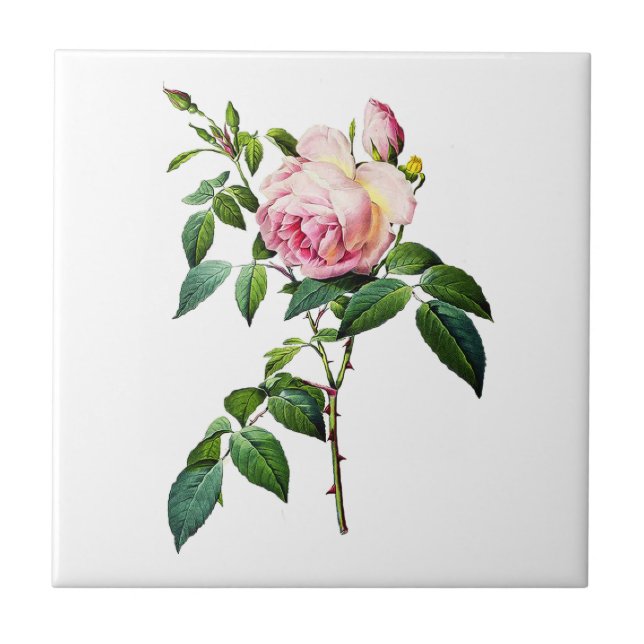 Redoute Pink Roses Tile (Front)