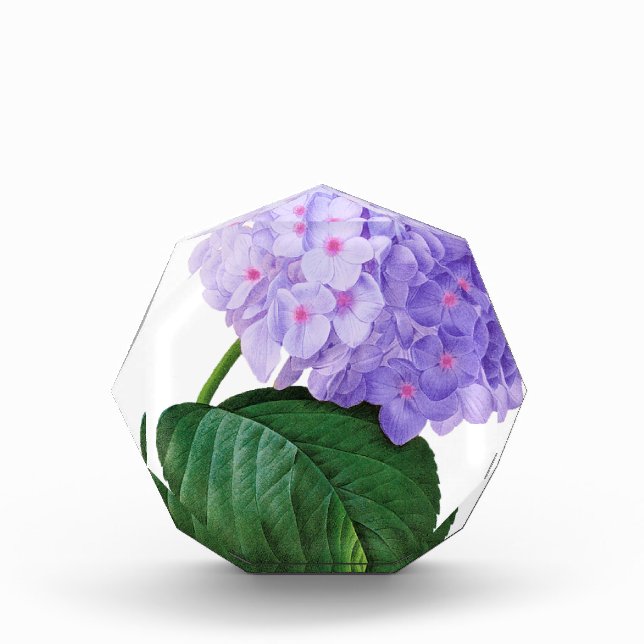 Redoute Purple Hydrangea Award (Front)
