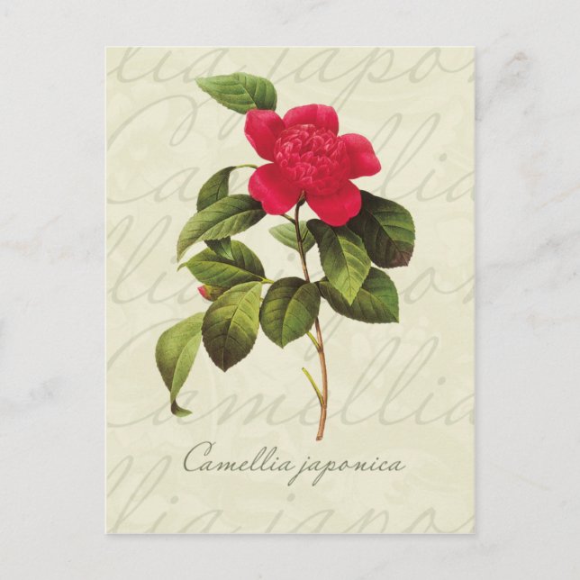 Redoute Red Camellia Botanical Print Postcard (Front)